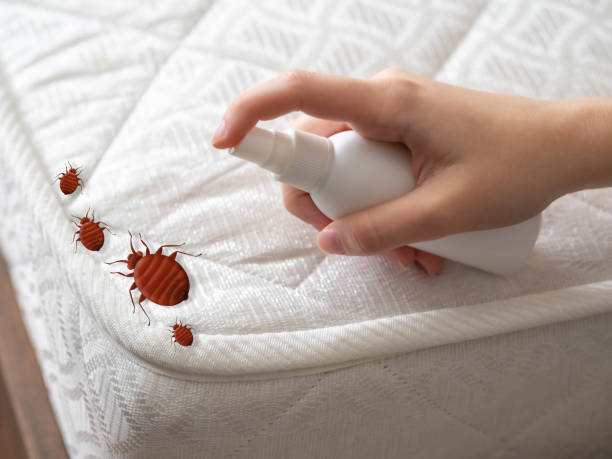 Best Flea Control Services  in Pataskala, OH